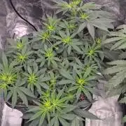 CBD Mazar