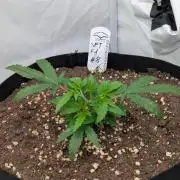 #8 Sour Fruit Tartare