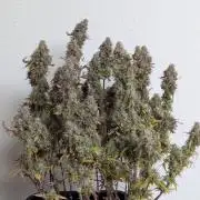 Super Boof feat. Auto Euforia