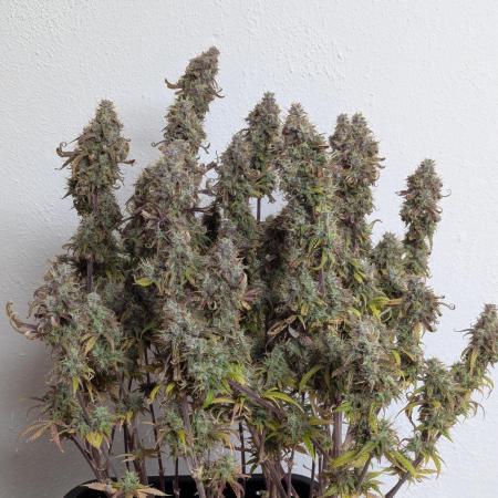 Super Boof feat. Auto Euforia