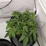 #8 Sour Fruit Tartare