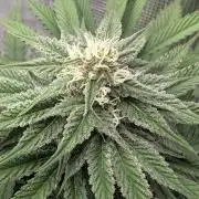 F032 The Blue Zushi Hybrid (Test Strain)