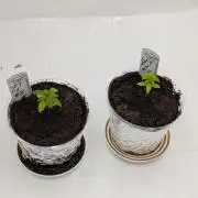 #8 Sour Fruit Tartare