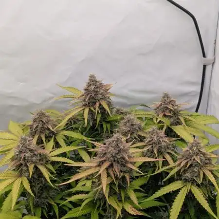 Dutch Passion Mix