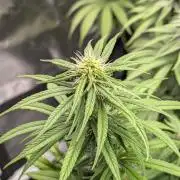CBD Mazar
