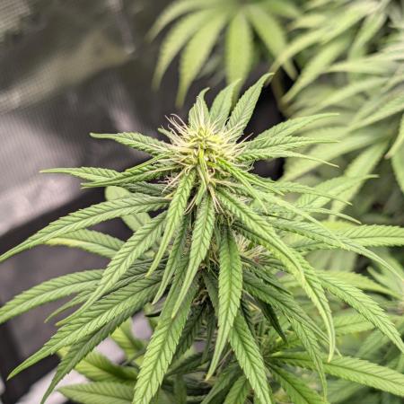 CBD Mazar