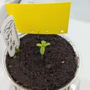 #8 Sour Fruit Tartare