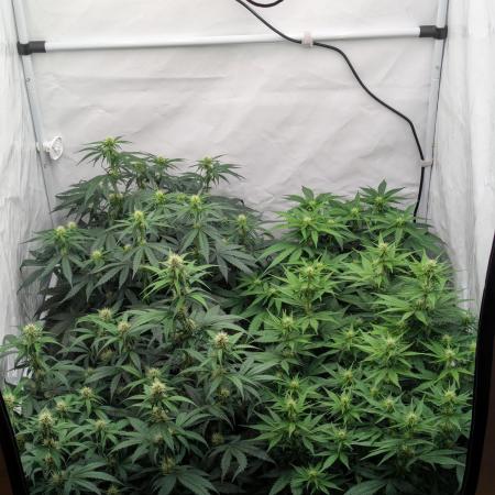 Dutch Passion Mix