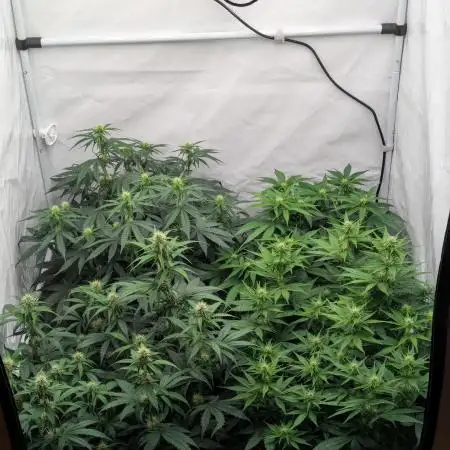 Dutch Passion Mix