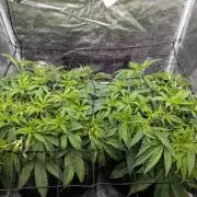 #16 Sour Fruit Tartare