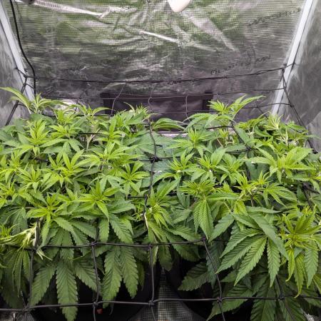 #16 Sour Fruit Tartare