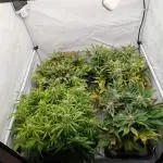 Super Boof feat. Auto Euforia