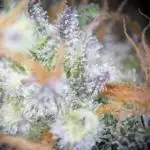 Super Boof feat. Auto Euforia