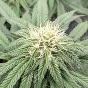 F032 The Blue Zushi Hybrid (Test Strain)