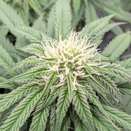 F032 The Blue Zushi Hybrid (Test Strain)
