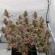 Super Boof feat. Auto Euforia