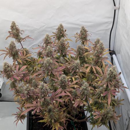 Super Boof feat. Auto Euforia