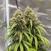 CBD Mazar