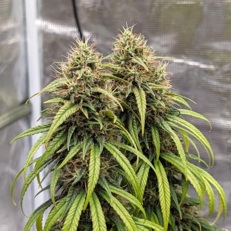 CBD Mazar
