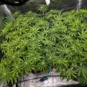 #16 Sour Fruit Tartare