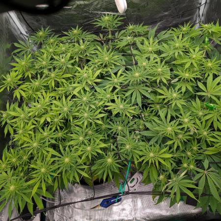 #16 Sour Fruit Tartare