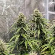 CBD Mazar