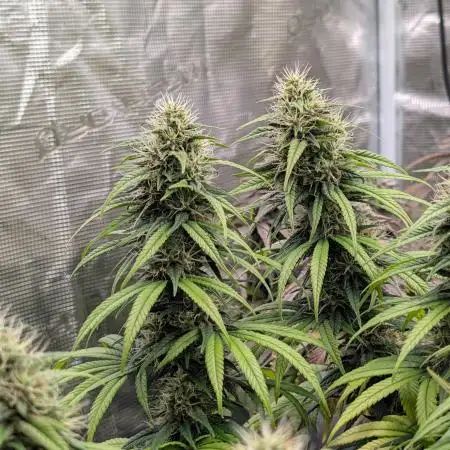 CBD Mazar