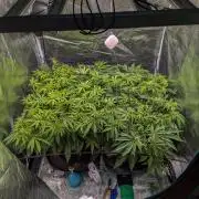 #16 Sour Fruit Tartare