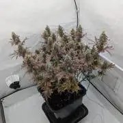 Super Boof feat. Auto Euforia