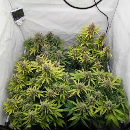 Dutch Passion Mix