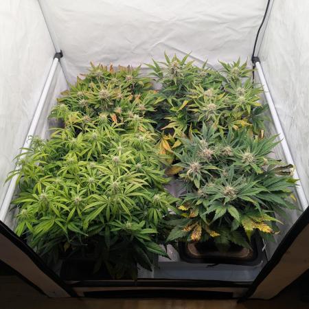 Super Boof feat. Auto Euforia