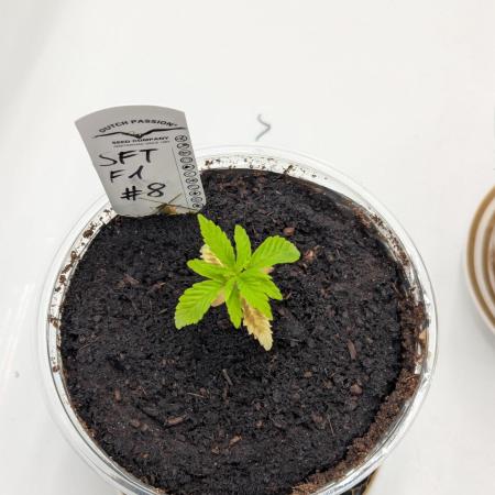 #8 Sour Fruit Tartare