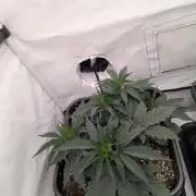 F032 The Blue Zushi Hybrid (Test Strain)