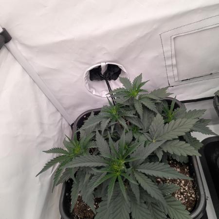 F032 The Blue Zushi Hybrid (Test Strain)