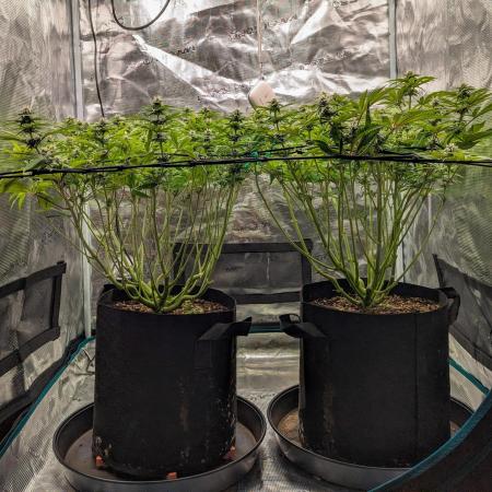 #16 Sour Fruit Tartare