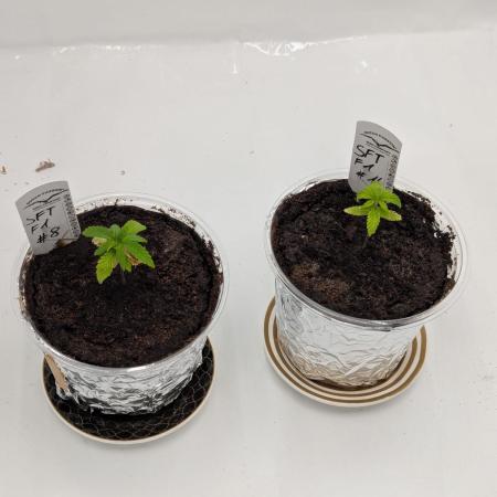 #16 Sour Fruit Tartare