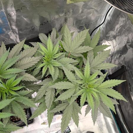 F025 White Sweet Candy OG One