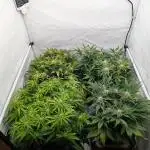 Super Boof feat. Auto Euforia