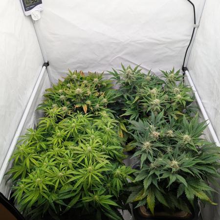 Super Boof feat. Auto Euforia