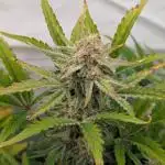 Super Boof feat. Auto Euforia