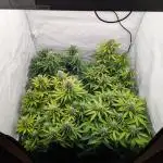 Dutch Passion Mix