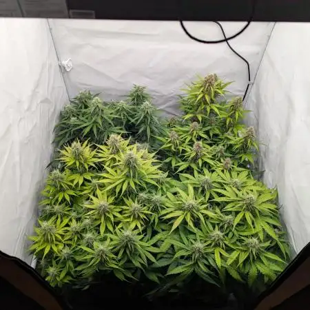 Dutch Passion Mix