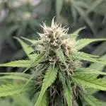 Dutch Passion Mix