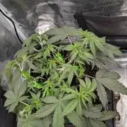 F025 White Sweet Candy OG One