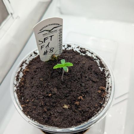 #8 Sour Fruit Tartare