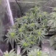 CBD Mazar