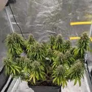 CBD Mazar