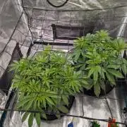 #8 Sour Fruit Tartare