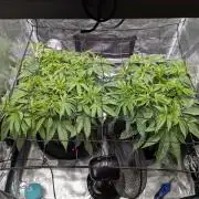 #16 Sour Fruit Tartare