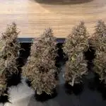 Dutch Passion Mix
